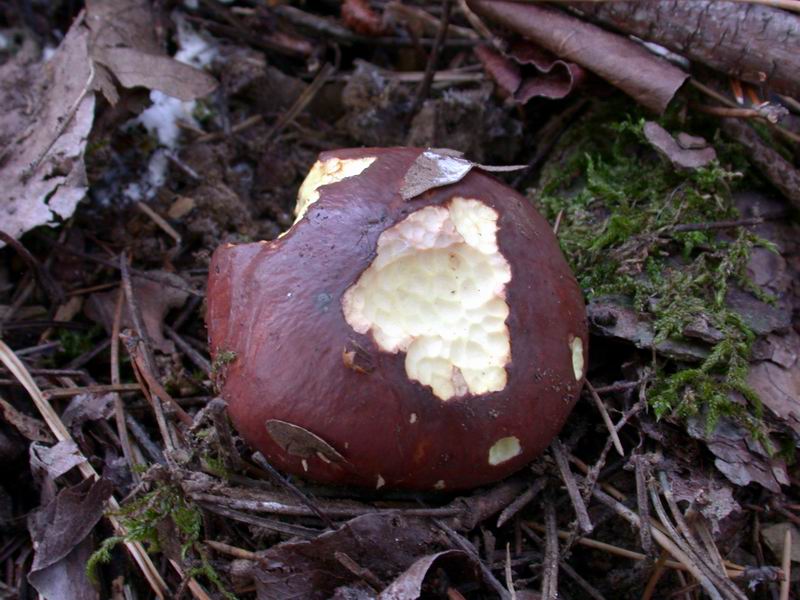 Escursione mirata   a Tricholoma portentosum